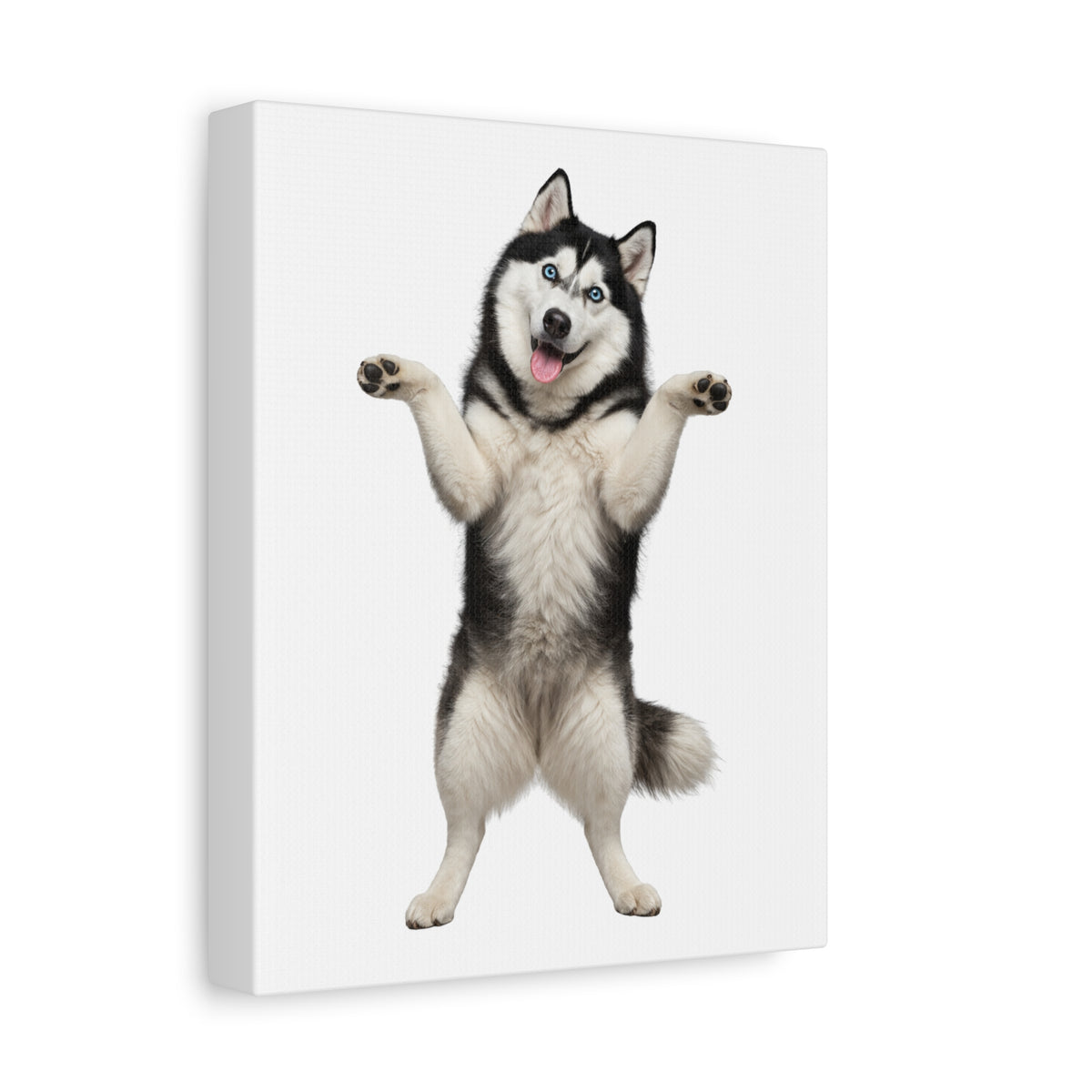 Playful Husky Canvas Print – Standing Siberian Dog Wall Art